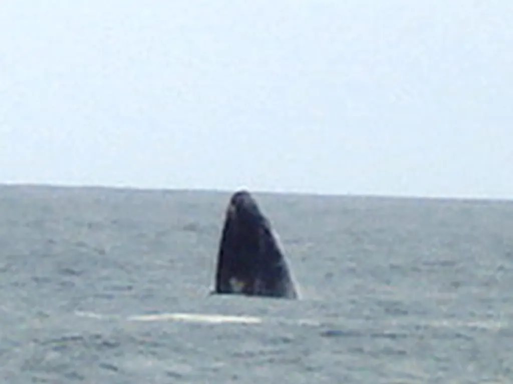 Baleia-franca emergindo no mar de Garopaba